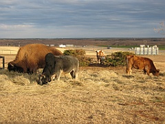 159 Bison, big horn, zébu